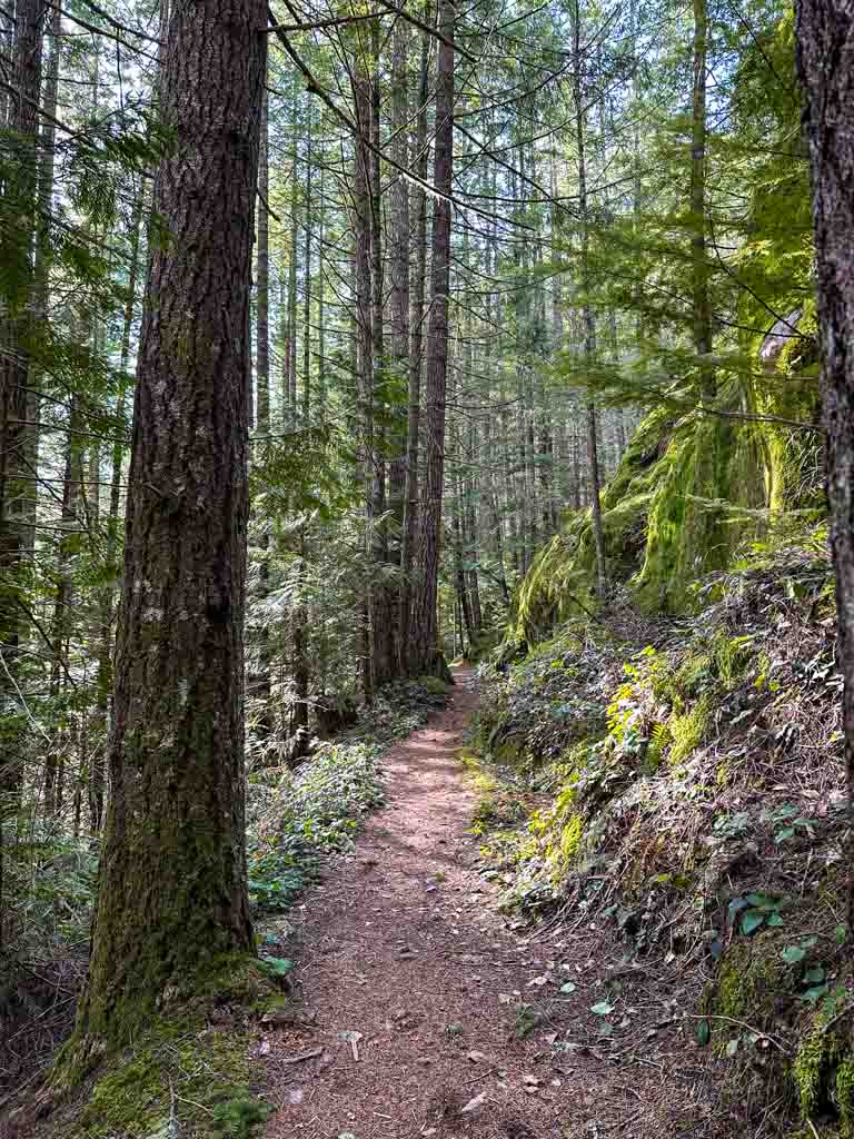 The Bridge Trail at Brohm Lake Interpretive Forest