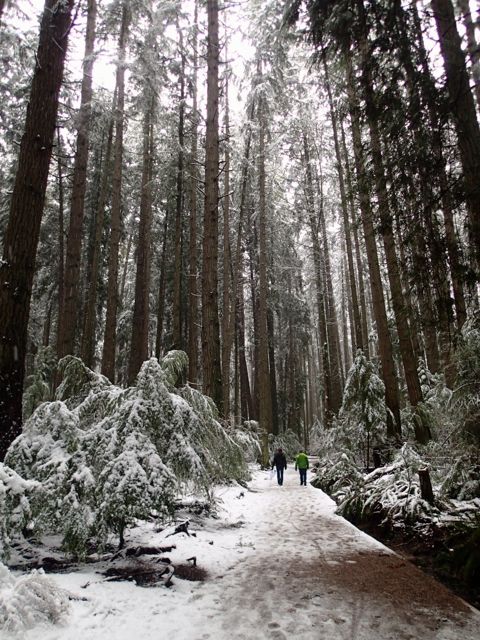 Pacific Spirit Park in the snow. You can get to this Vancouver hike on transit