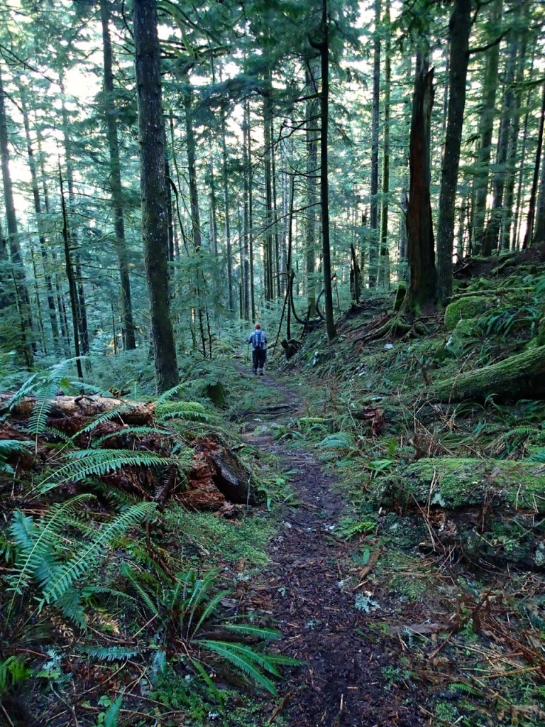 Trail to the Big Cedar and Kennedy Falls near Vancouver