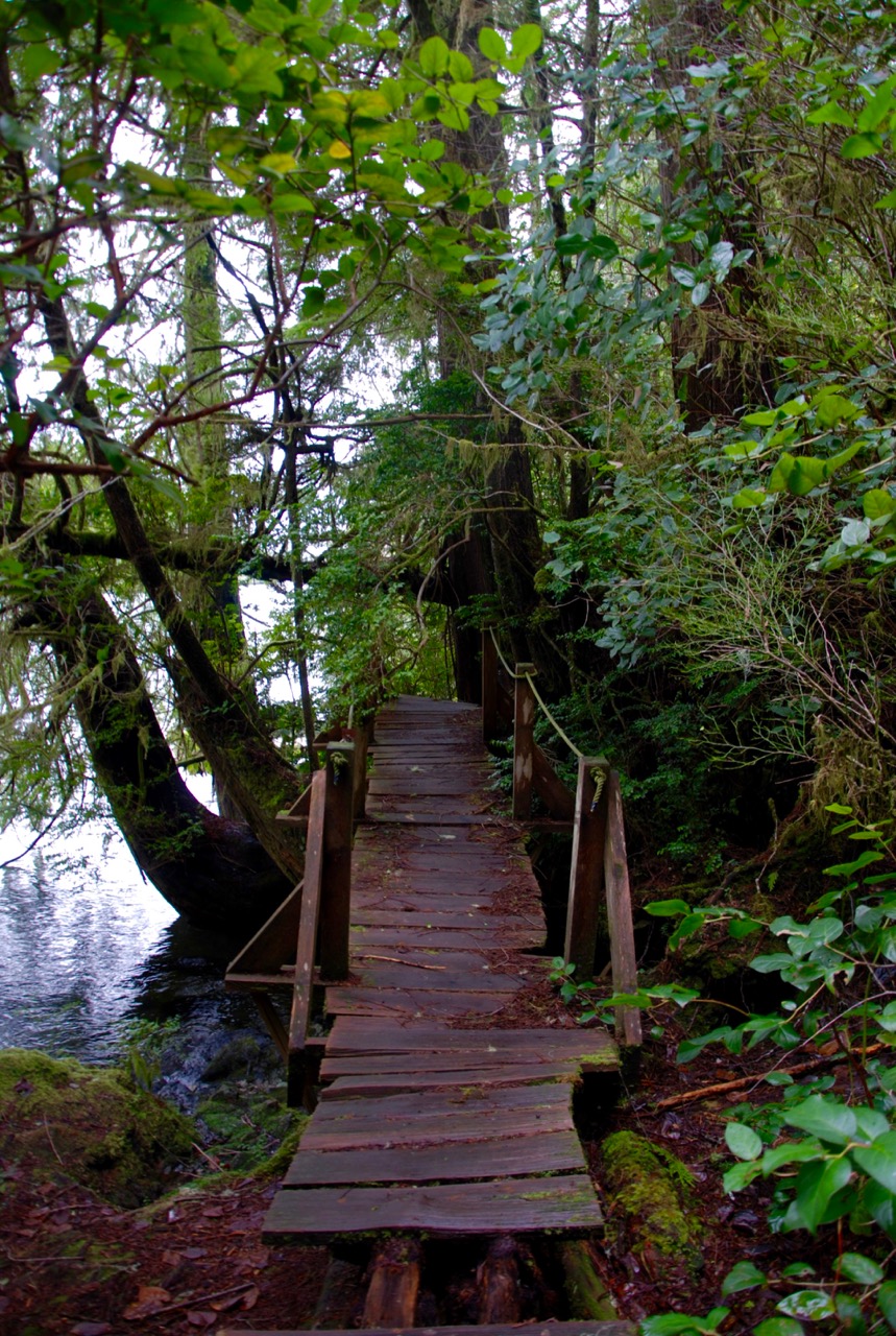 Big Tree Trail, Meares Island, Tofino BC