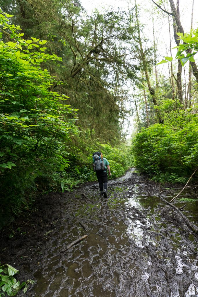 The muddy trail to Shi Shi Beach. A complete guide to hiking and camping at Shi Shi Beach.