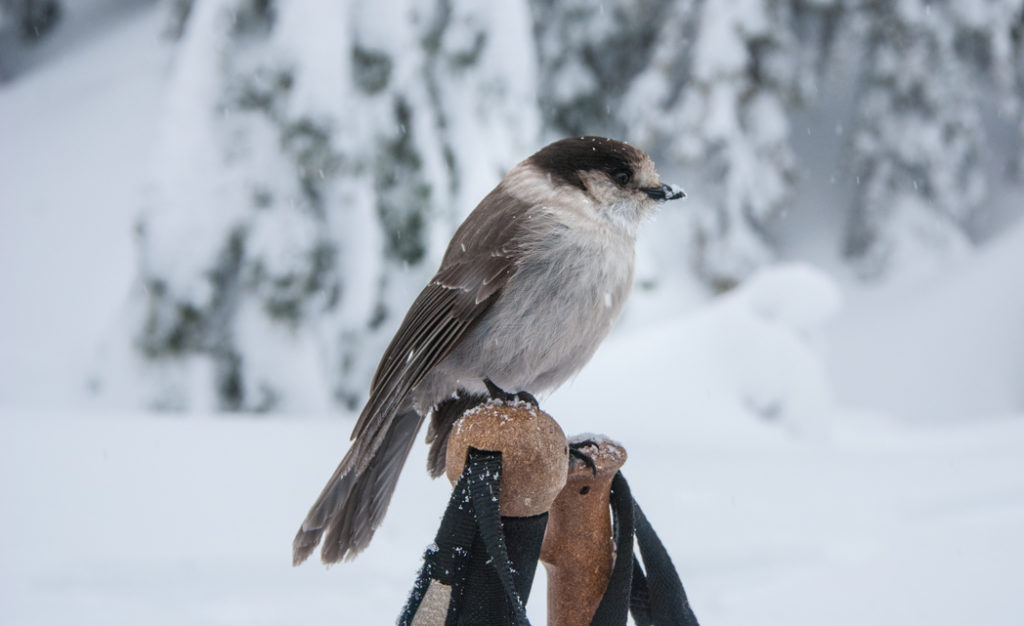 Give animals space on the trail. Use a zoom lens for a closer look. Learn how to Leave No Trace when hiking and camping to keep the wilderness wild.