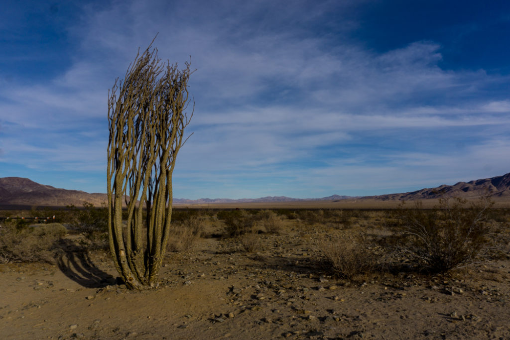 An ocotillo plant in Joshua Tree National Park, one of 15 awesome things to do in Joshua Tree. Add checking out the ocotillo patch to your Joshua Tree bucketlist.