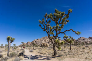 18 Awesome Things to Do in Joshua Tree National Park