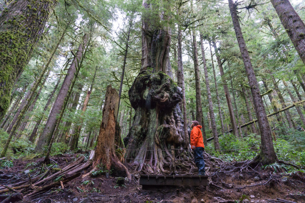 Canada's Gnarliest Tree in Upper Avatar Grove. Visit Big Lonely Doug, Avatar Grove and the other big trees near Port Renfrew, British Columbia.
