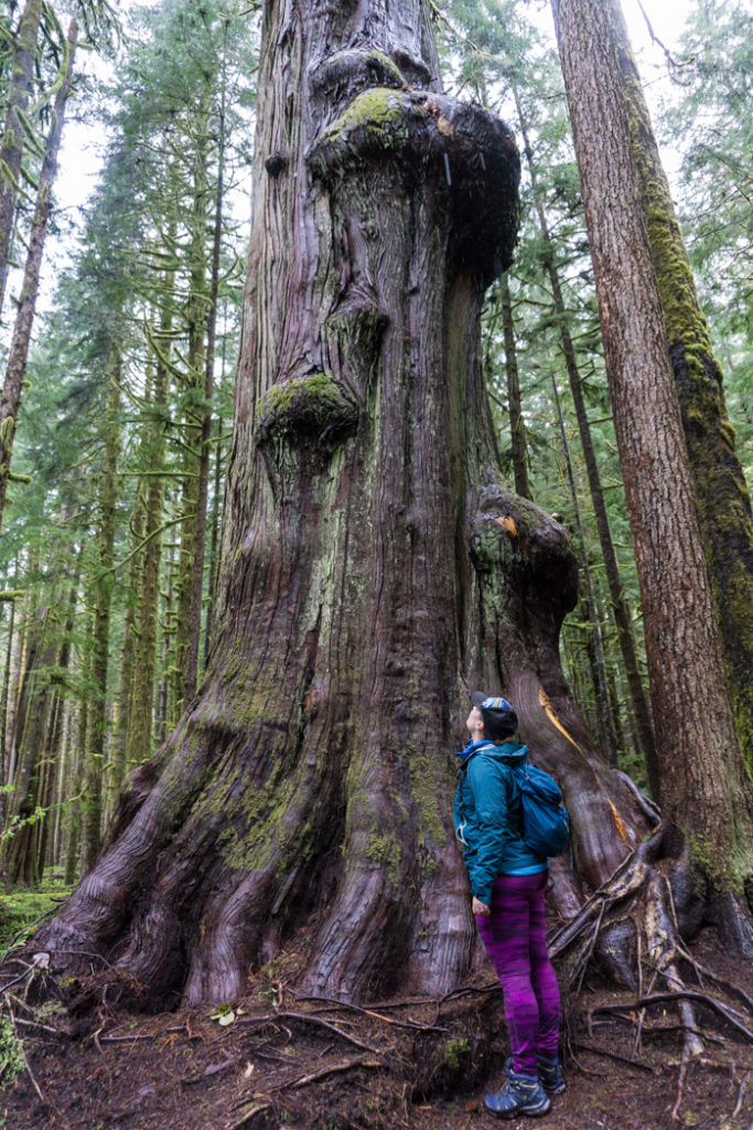 Admiring an old growth tree in Lower Avatar Grove. Visit Big Lonely Doug, Avatar Grove and the other big trees near Port Renfrew, British Columbia.