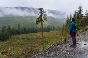 How to Visit Avatar Grove, Big Lonely Doug and Other Big Trees on Vancouver Island