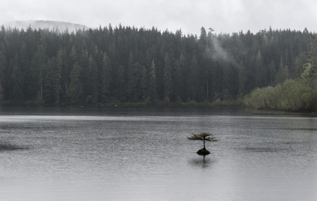 The bansai tree at Fairy Lake is one of the best roadside stops on the Pacific Marine Circle Route on Vancouver Island.