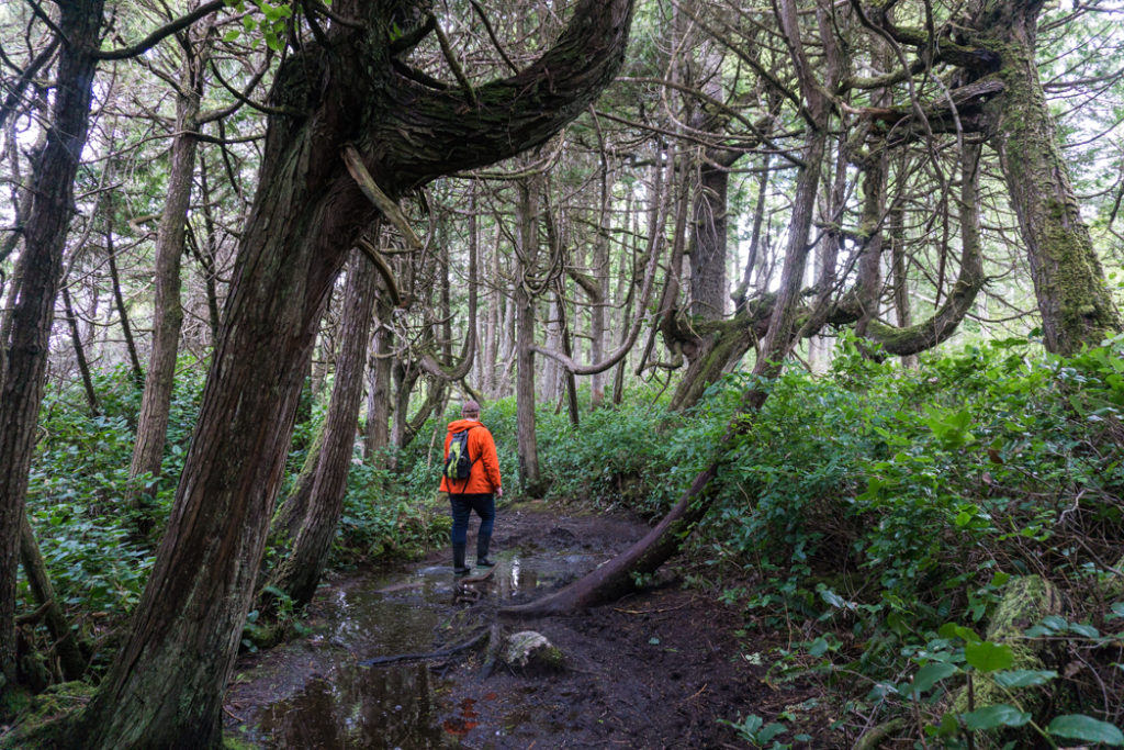 Hiking the coastal trail to Botany Bay in Juan de Fuca Provincial Park. Just one of many hikes on the Pacific Marine Circle Route on Vancouver Island.