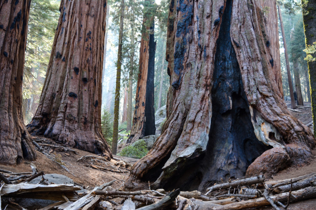 Sequoias on the Congress Trail in Sequoia National Park - just one of many things to do in Sequoia and Kings Canyon National Parks.