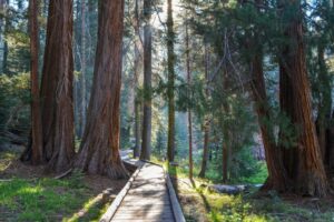 Things to Do in Sequoia and Kings Canyon National Parks