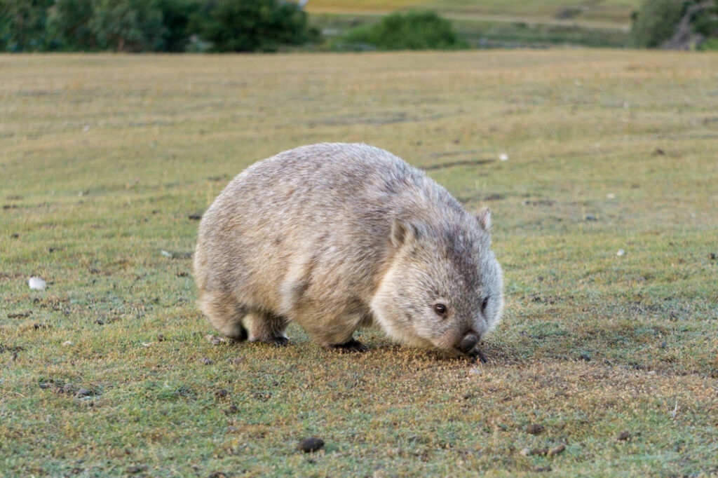 A wombat on Maria Island in Tasmania. One of the best places to see Wildlife in Tasmania, Australia.