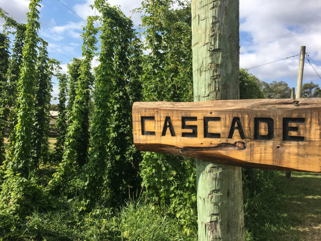 The hops garden at Seven Sheds Brewery in Railton, Tasmania.