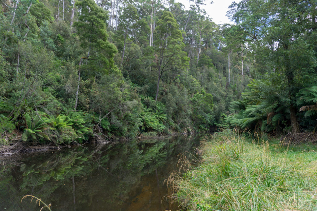 Fern Glade track near Burnie, Tasmania.