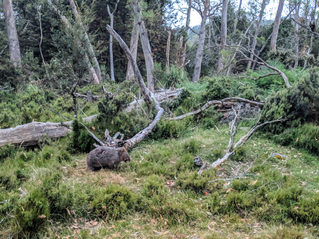 A wombat on the Overland track in Cradle Mountain National Park, one of the best places to see wildlife in Tasmania