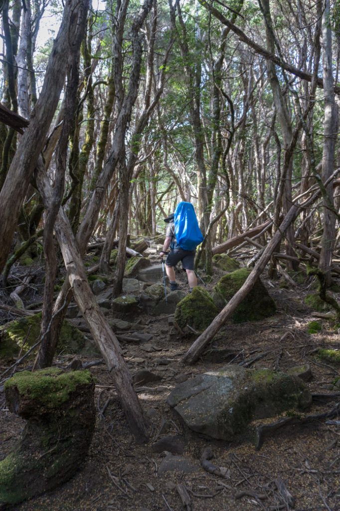 Pine Forest Moor on the Overland Track's third section from Windermere to Pelion