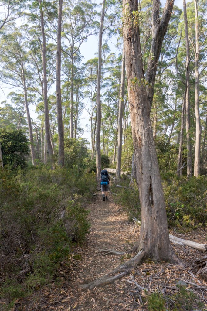 The sixth Overland Track section from Windy Ridge to Narcissus has lots of flat forest walking.