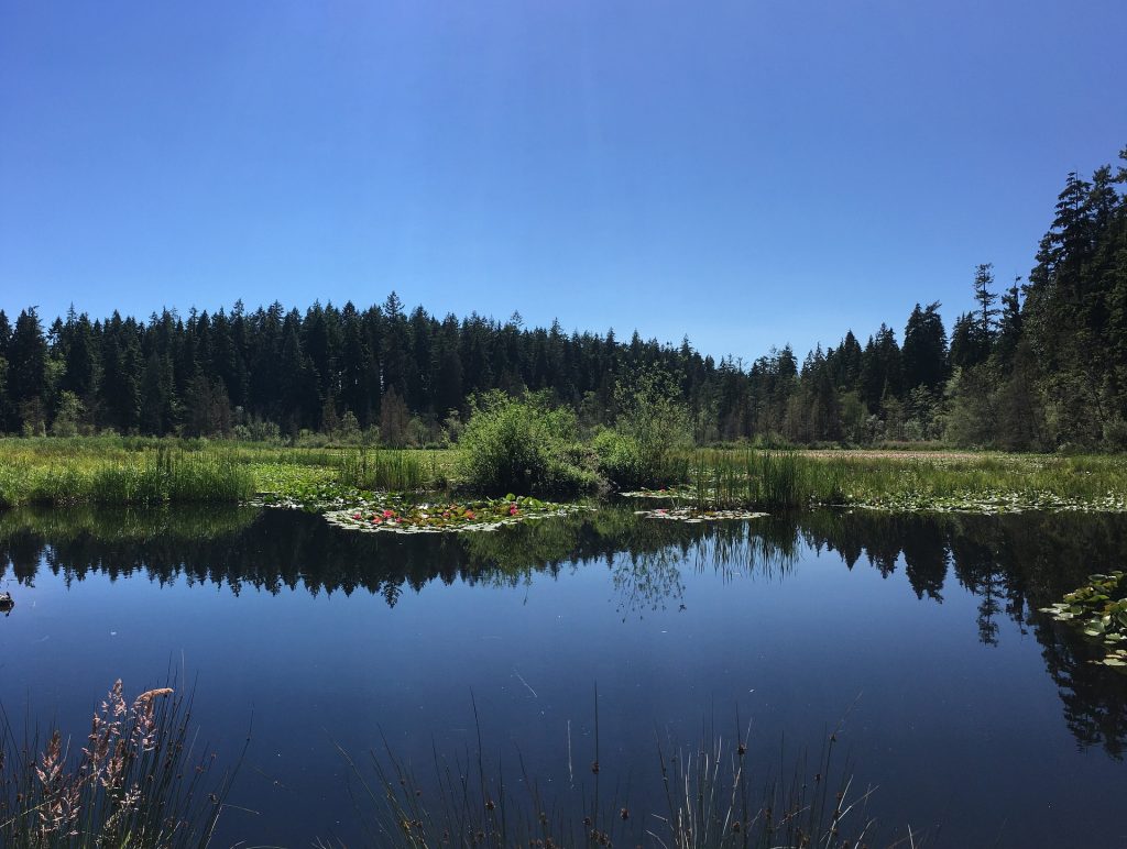 Beaver Lake in Stanley Park. You can get to this Vancouver hike on transit.