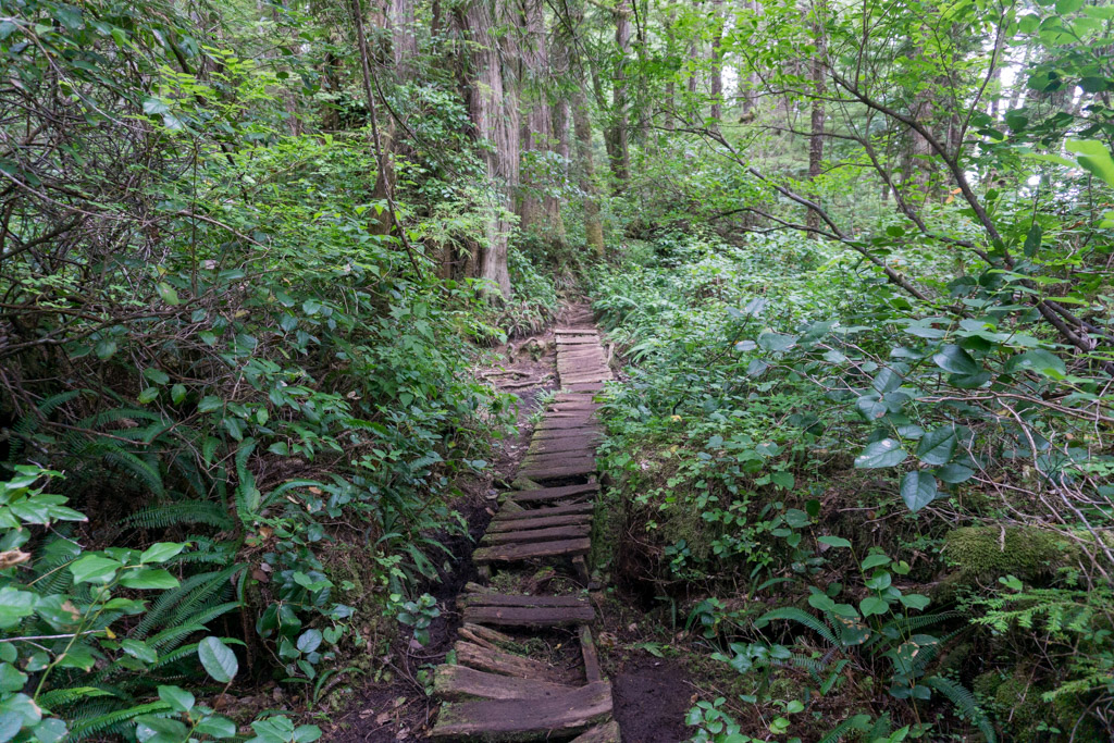 A section of old boardwalk on the West Coast Trail