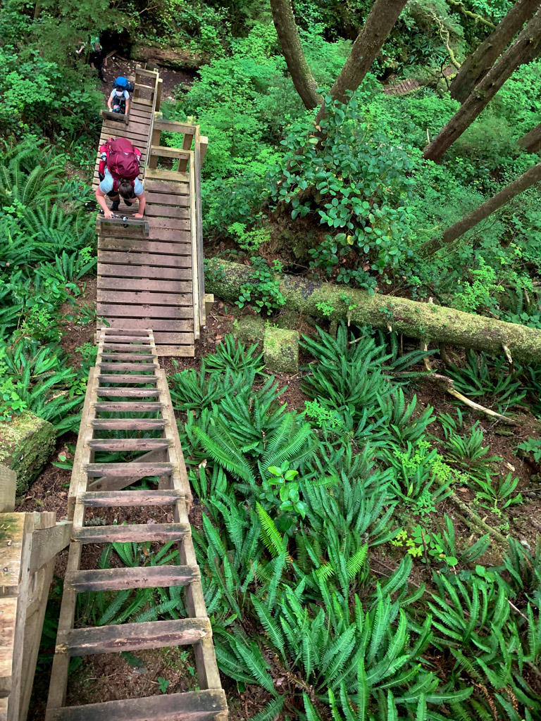 Hikers climbing ladders on the West Coast Trail - you can get to this backpacking trip without a car