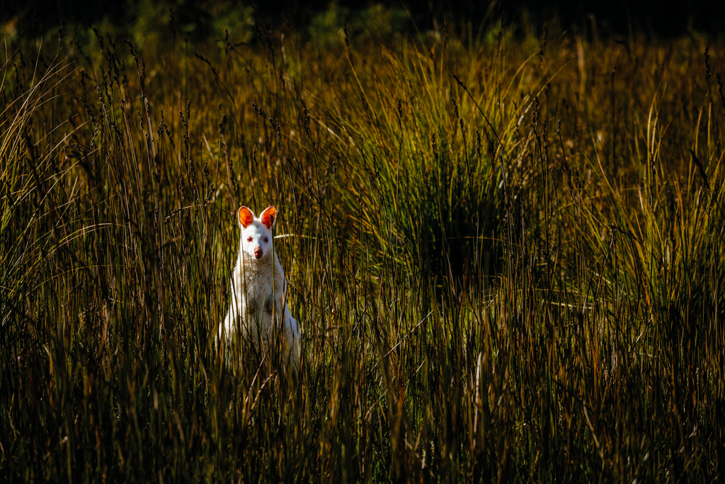 A white wallaby on Bruny Island