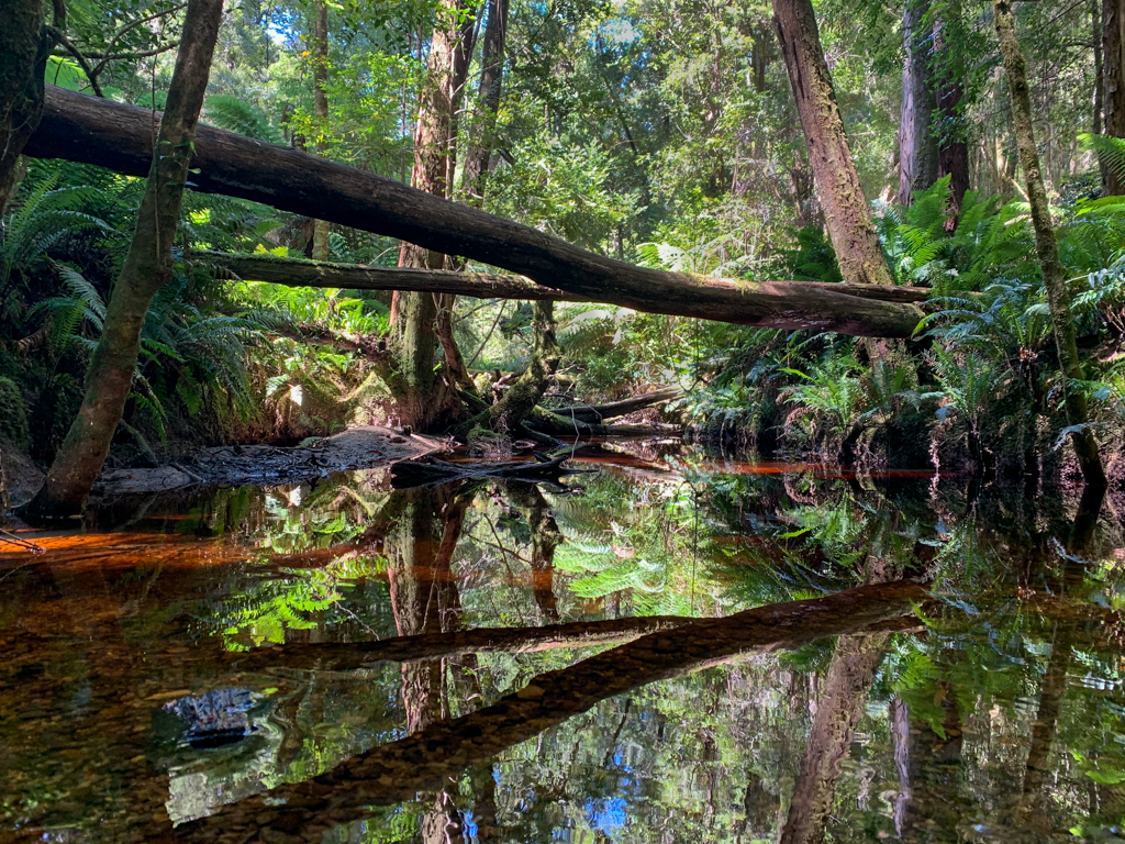 Rainforest near Hogarth Falls