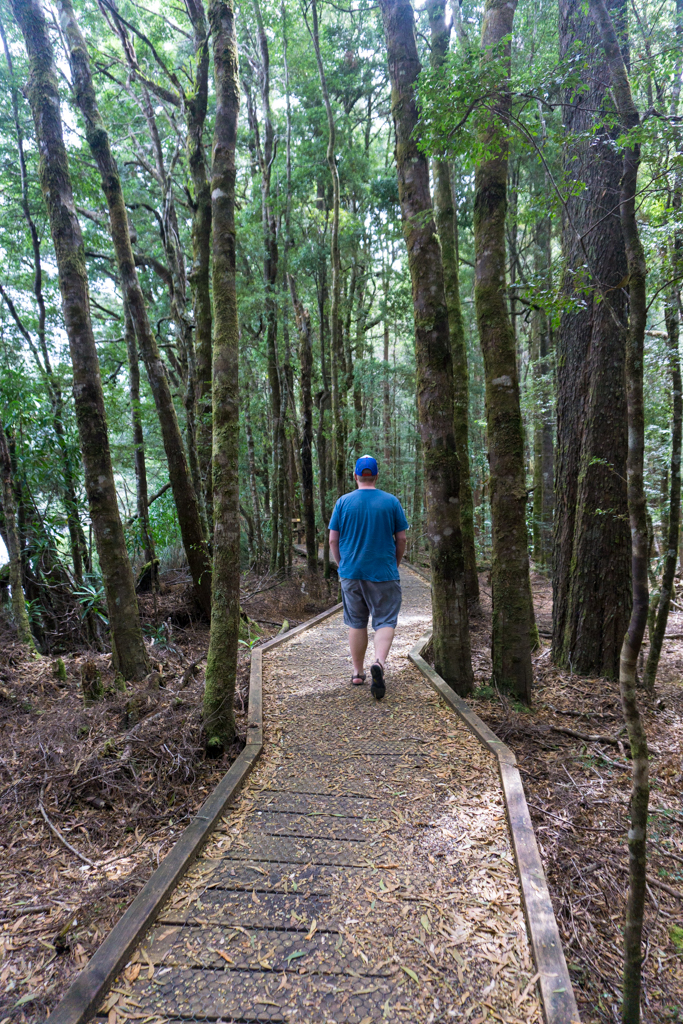 Huon Pine Walk in Corinna