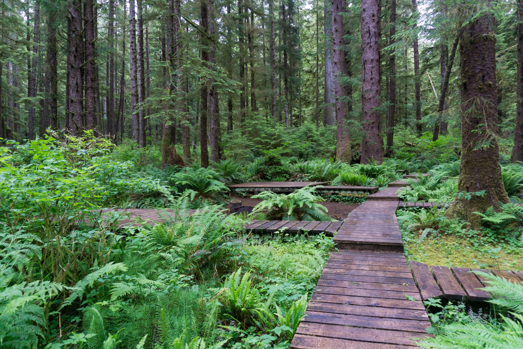 Eric Lake campground on the Cape Scott trail