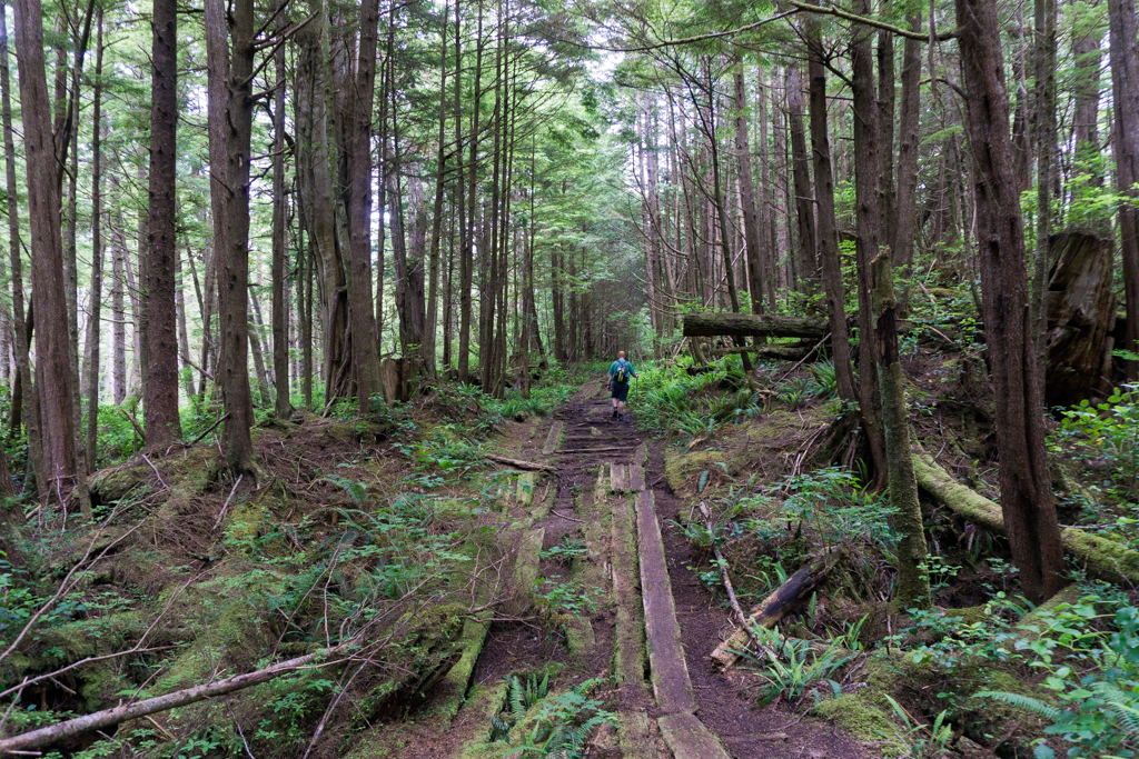 A section of WWII-era plank road near Cape Scott, British Columbia