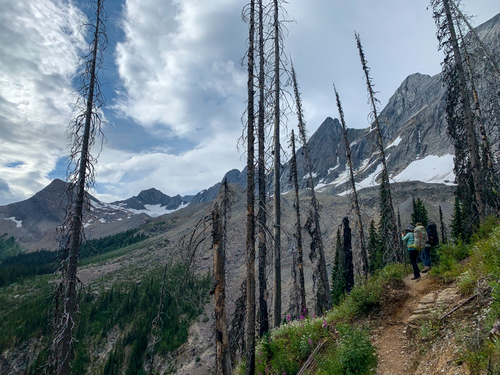 Descending through the burned forest from Floe Lake