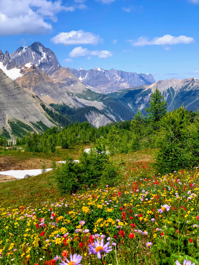 Wildflowers at Numa Pass