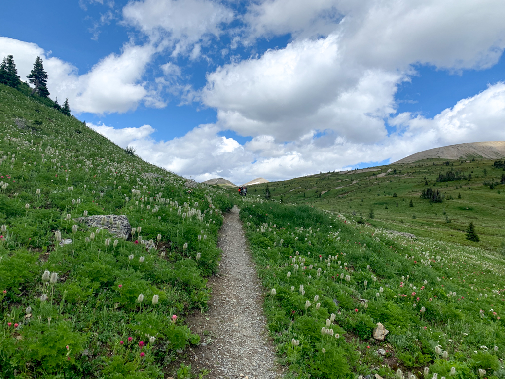 Wildflowers at Wolverine Pass on the Rockwall Trail
