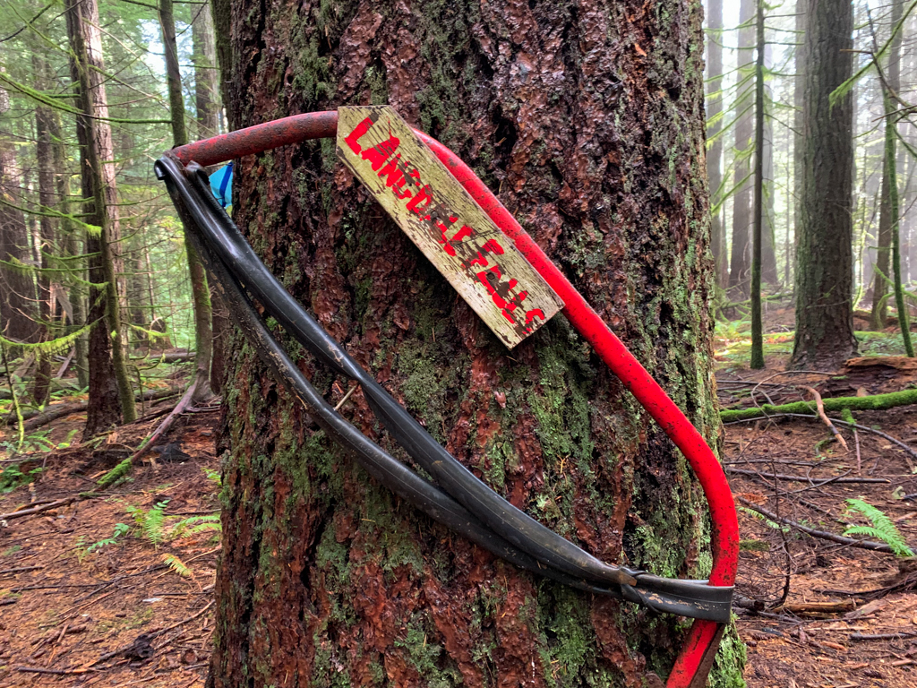 Sign on a tree pointing to Langdale Falls and decorated with an old saw.