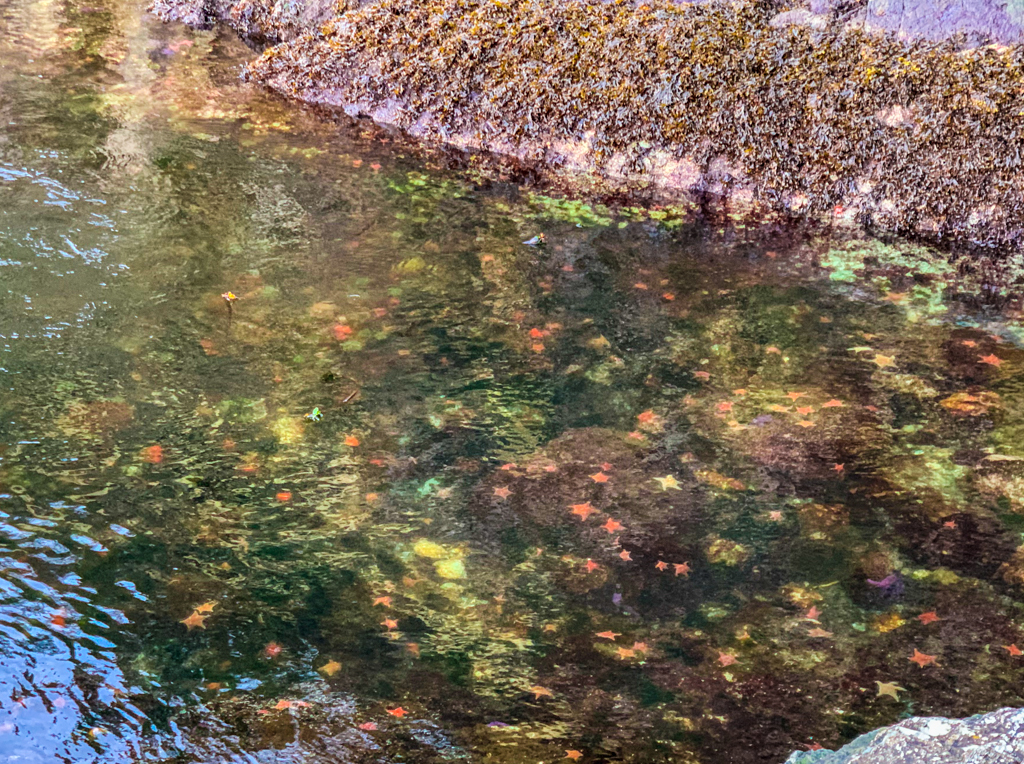 Sea stars in a tide pool near Egmont on the Sunshine Coast, BC