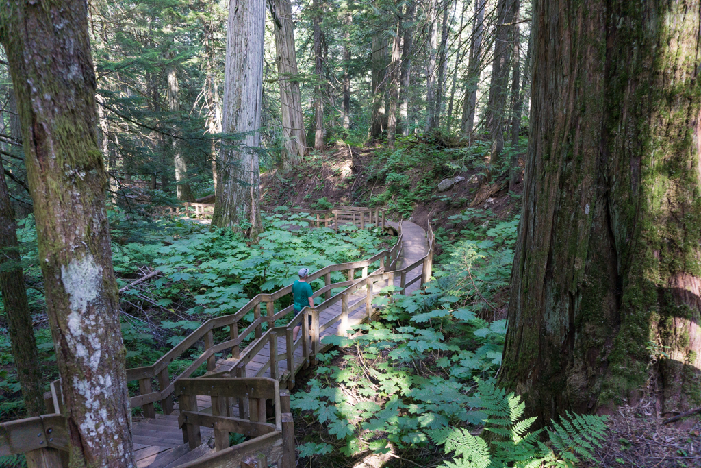 Giant Cedars Boardwalk in Mount Revelstoke National Park