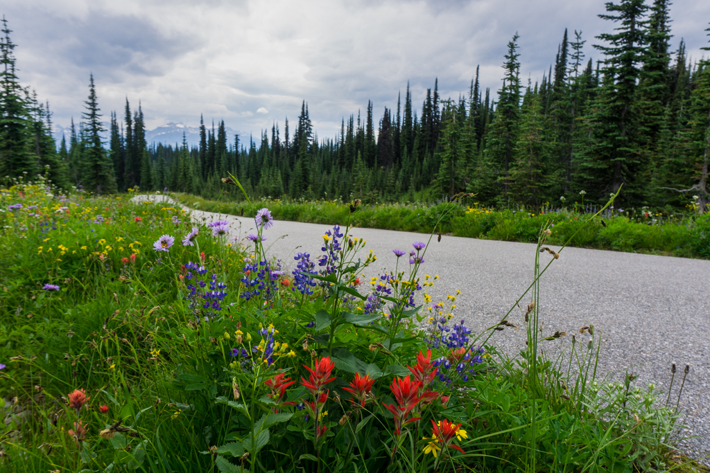 Wildflowers on the Meadows in the Sky Parkway in Mount Revelstoke National Park