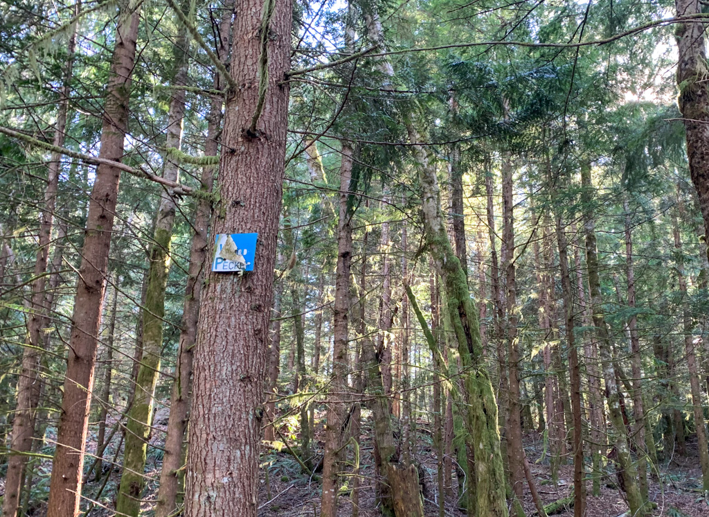 Sign at a junction on the Woodpecker Trail