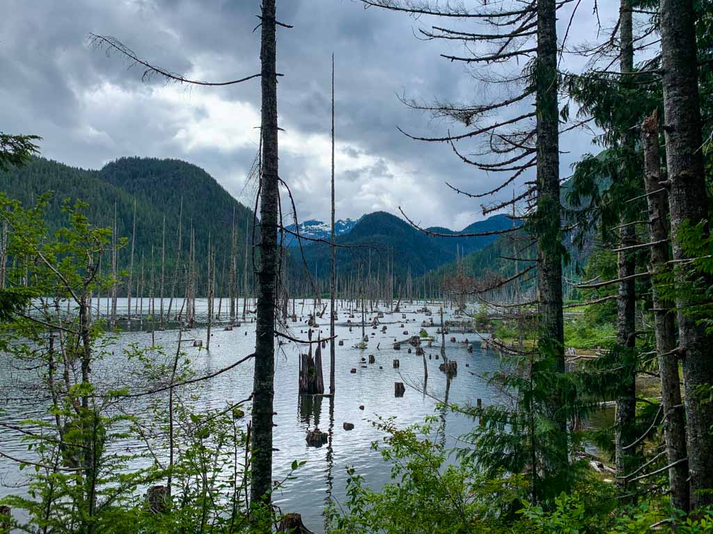 Dead trees stand in the water at the end of Great Central Lake