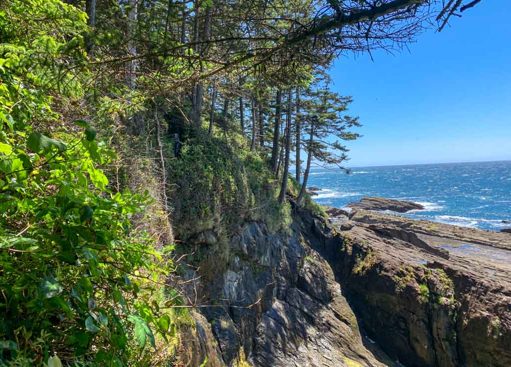 Trail through the salal at Sandstone Point.