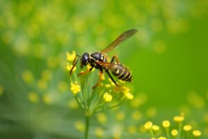 How to Avoid Bees and Wasps While Hiking