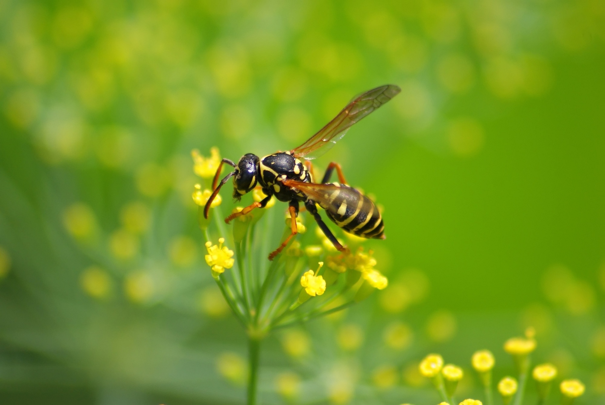 A wasp sits on a flower. Find out out to avoid bees and wasps while hiking