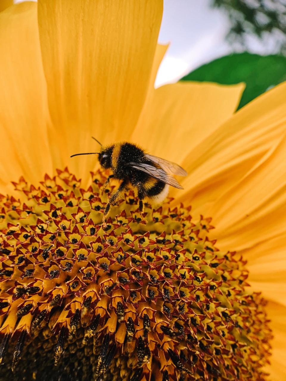 A bee sits on a flower