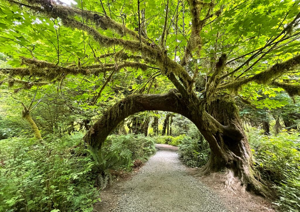A moss-covered tree in Olympic National Park.