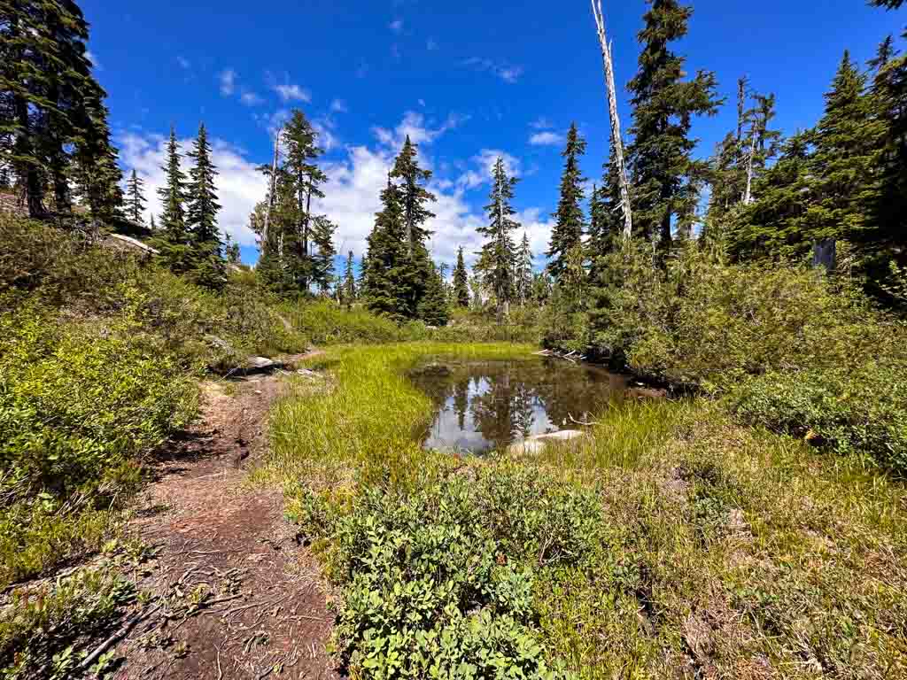 A small pond on the Yuko's Ponds trail at the Sea to Sky Gondola