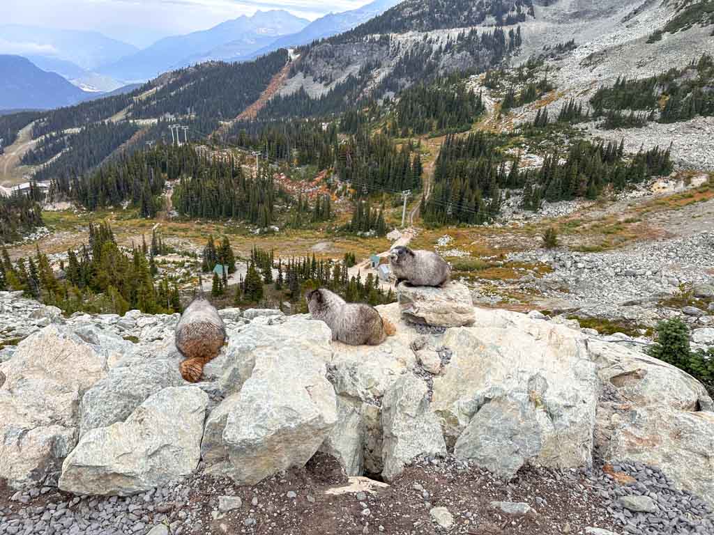 Marmots on Blackcomb Mountain