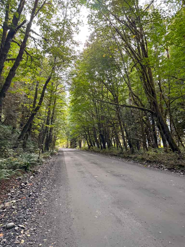 Alder and big leaf maple trees form a canopy over the Squamish River Forest Service Road