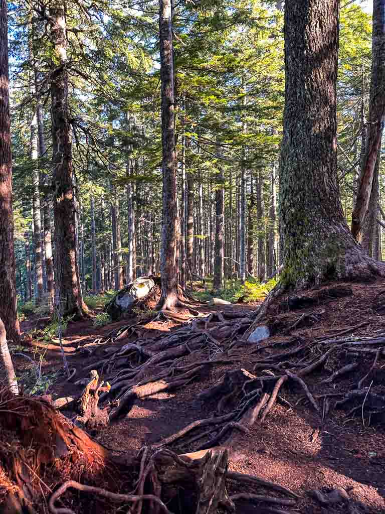 A badly eroded and rooty section of the Howe Sound Crest Trail on the way to St. Mark's Summit in Vancouver