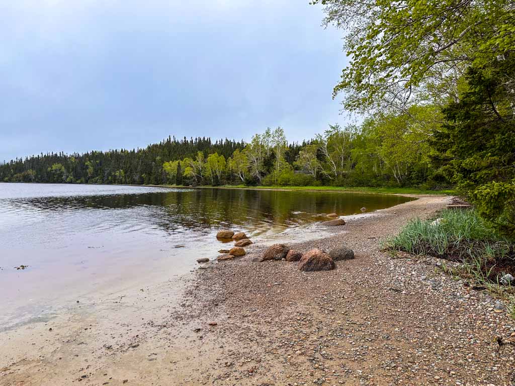Coastal mud flats with trees on the Coastal Trail in Terra Nova National Park