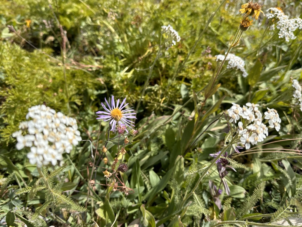 Close  up of wildflowers on the Sunshine Meadows hiking trails