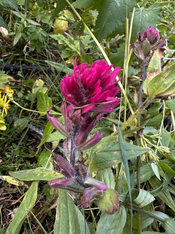 Close up of paintbrush flower